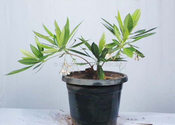 Elaeocarpus Angustifolias