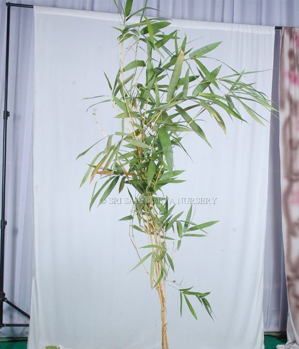 Bambusa Vulgaris Poaceae