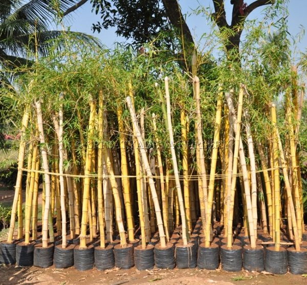 Gaint Bamboo Gold