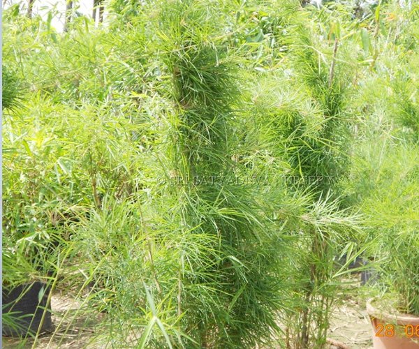 Minicher Bamboo
