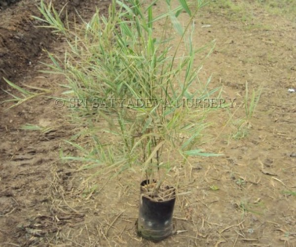 Bamboo Variegata