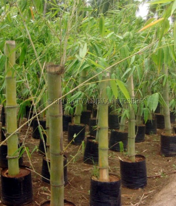Gaint Bamboo Green