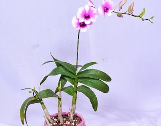 Arkit Plant