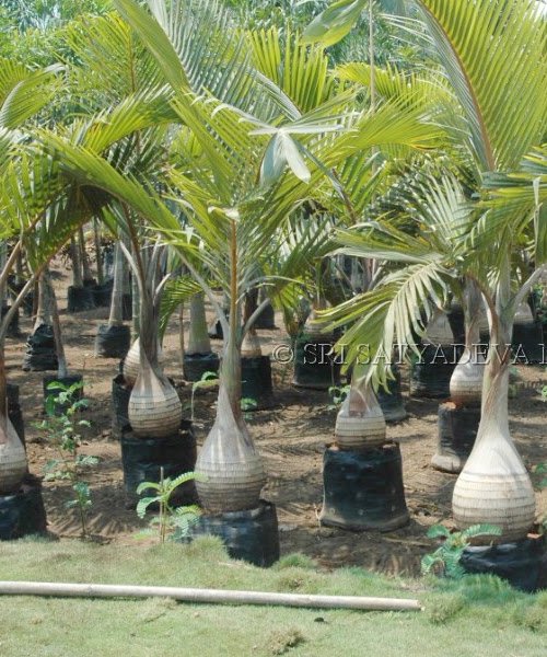 Hyophorbe lagenicaulis Bottle Palm